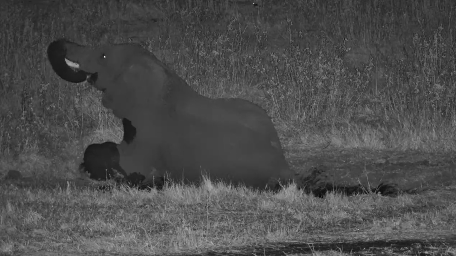 Watch This Elephant Treat Himself