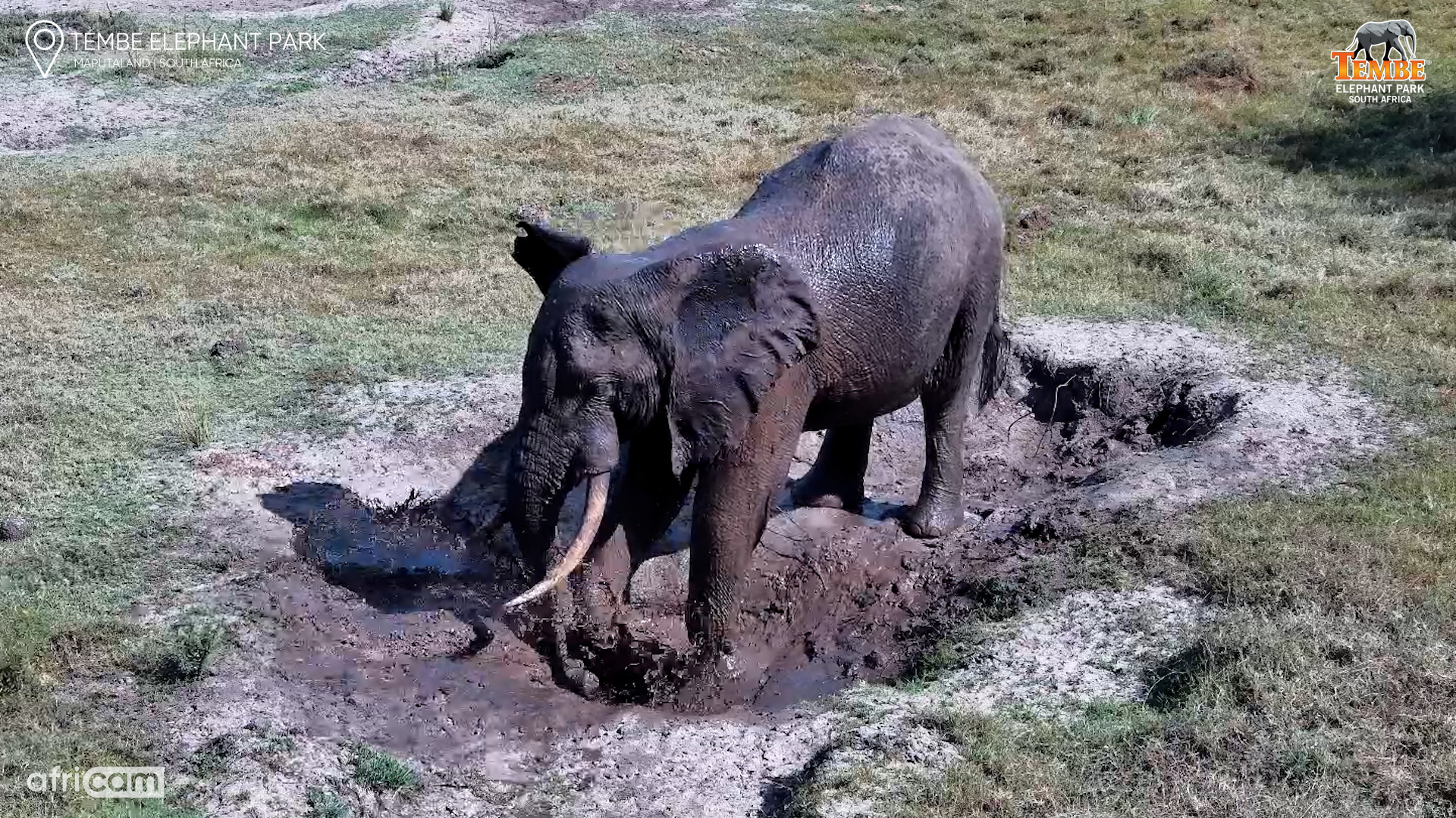 Elephant Turns Mud Bathing Into a Full-Body Sport