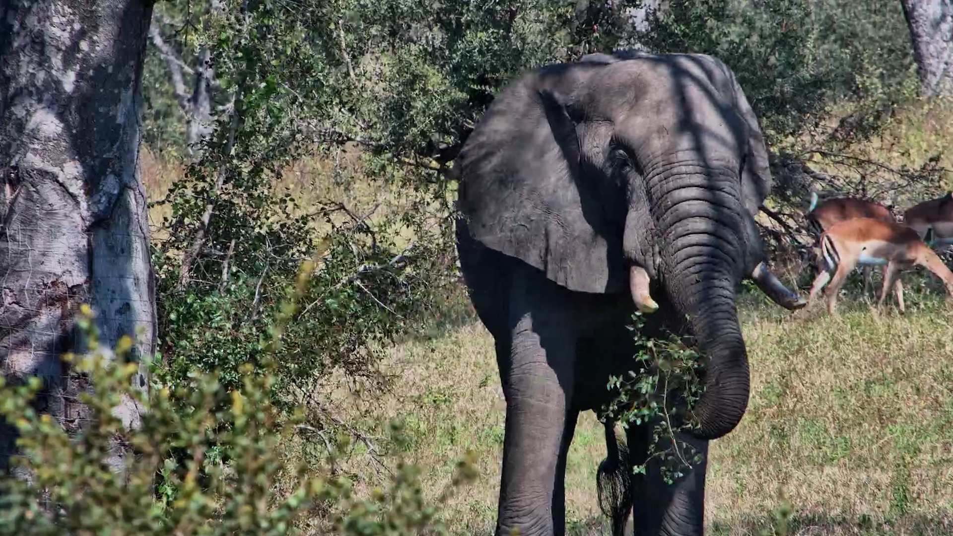 Elephant Found the Perfect Tree for Lunch
