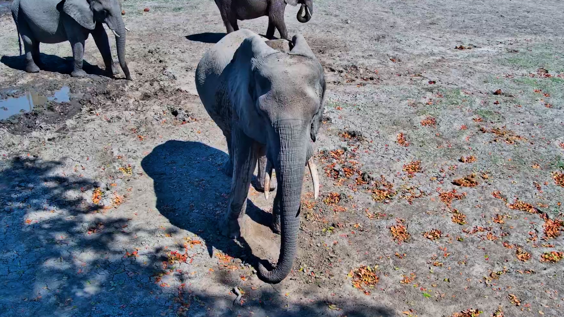 This Elephant Has Officially Clocked Out
