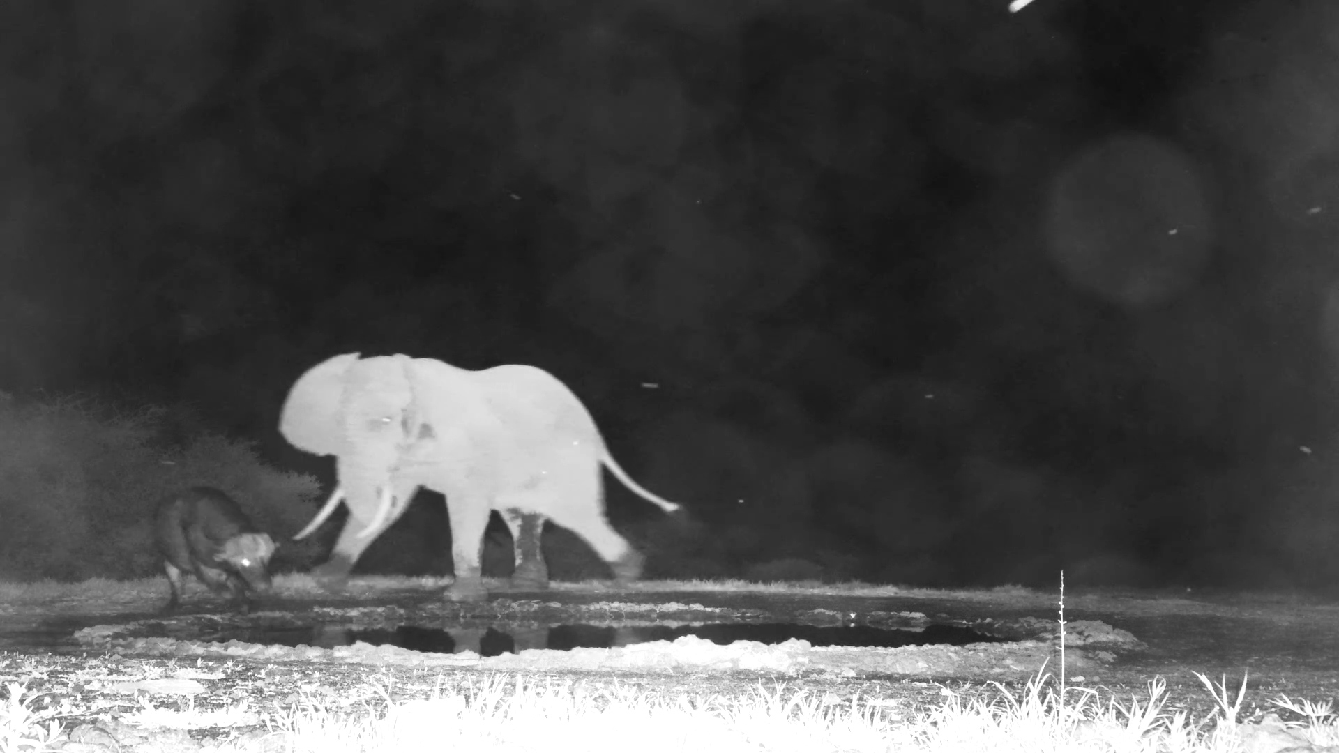 Elephant vs Buffalo After Dark!