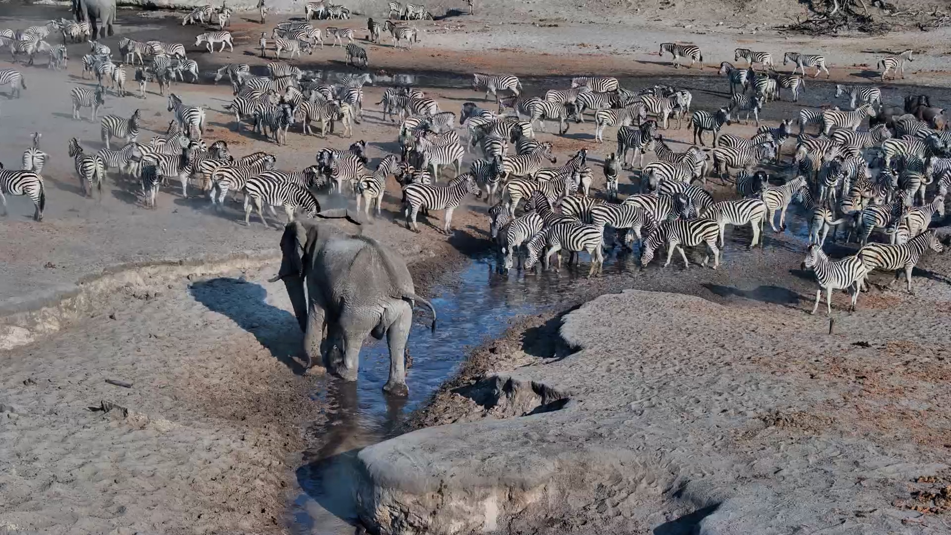 Elephant vs. Zebras | Who Gets the Water?