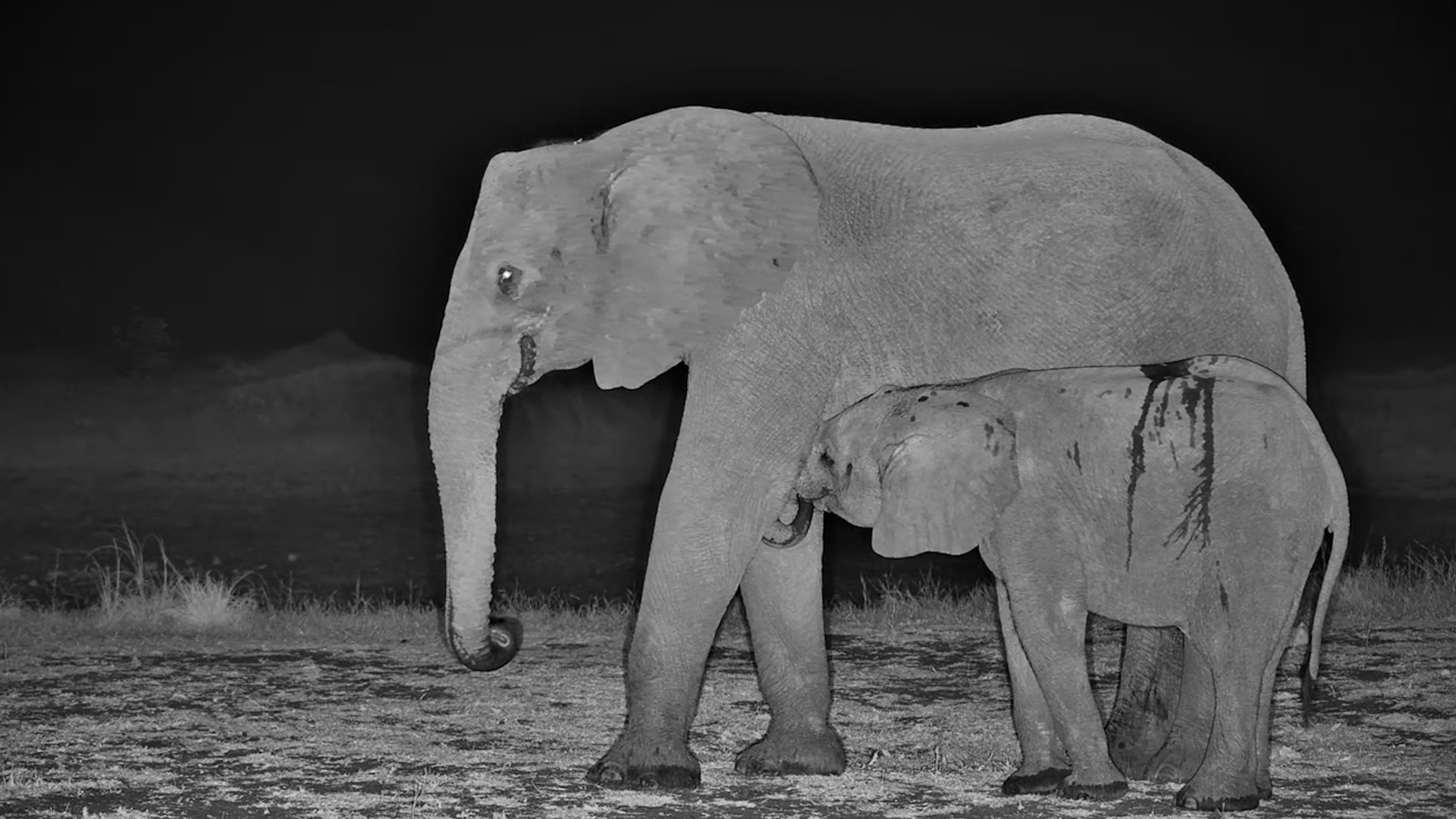 Baby Elephant Tucks In for a Night time Feed