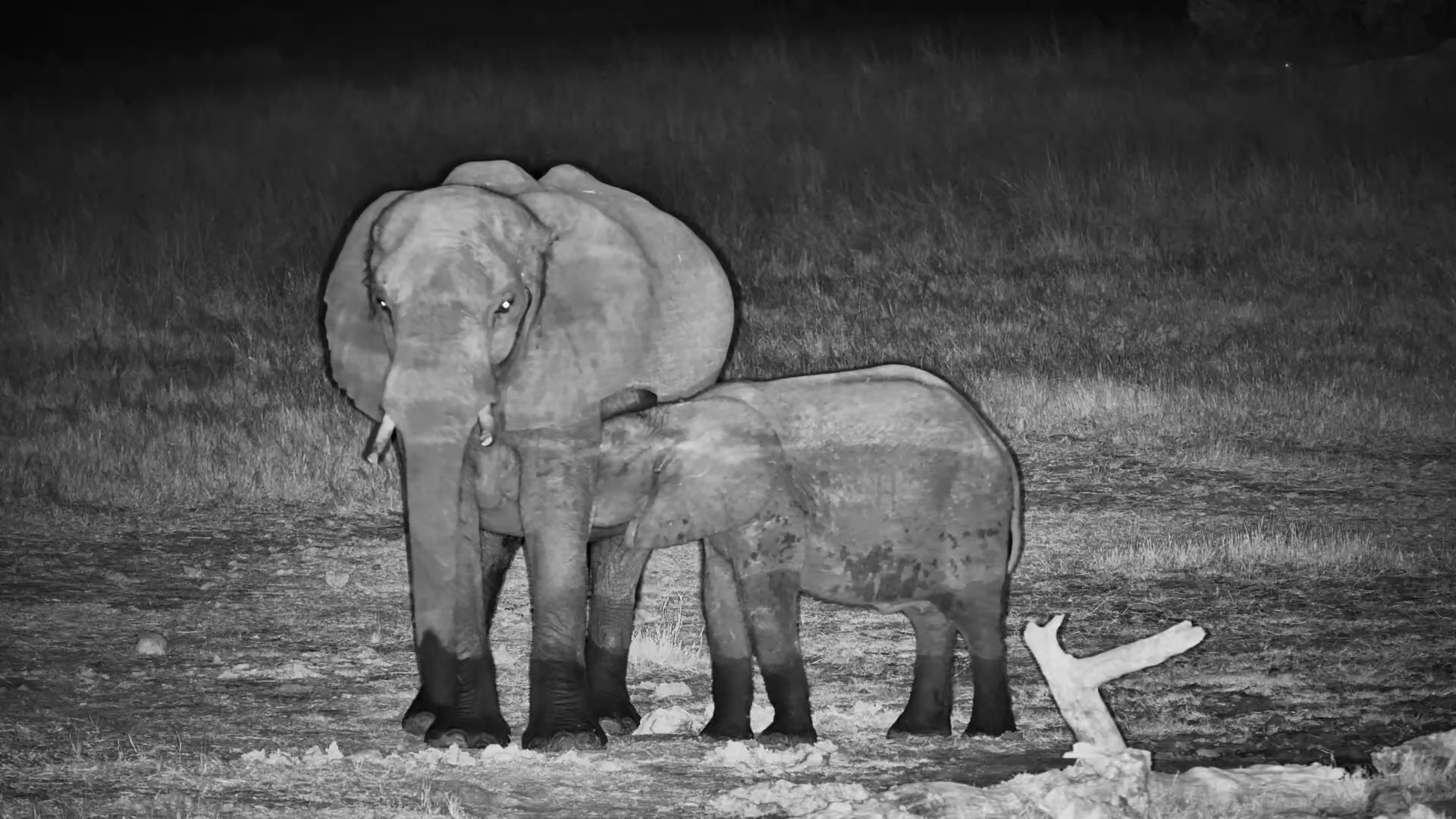 A Bedtime Feed for This Baby Elephant