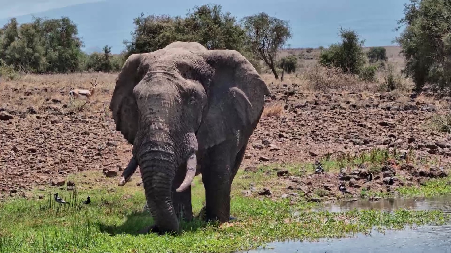 Tortilis Waterhole Giant