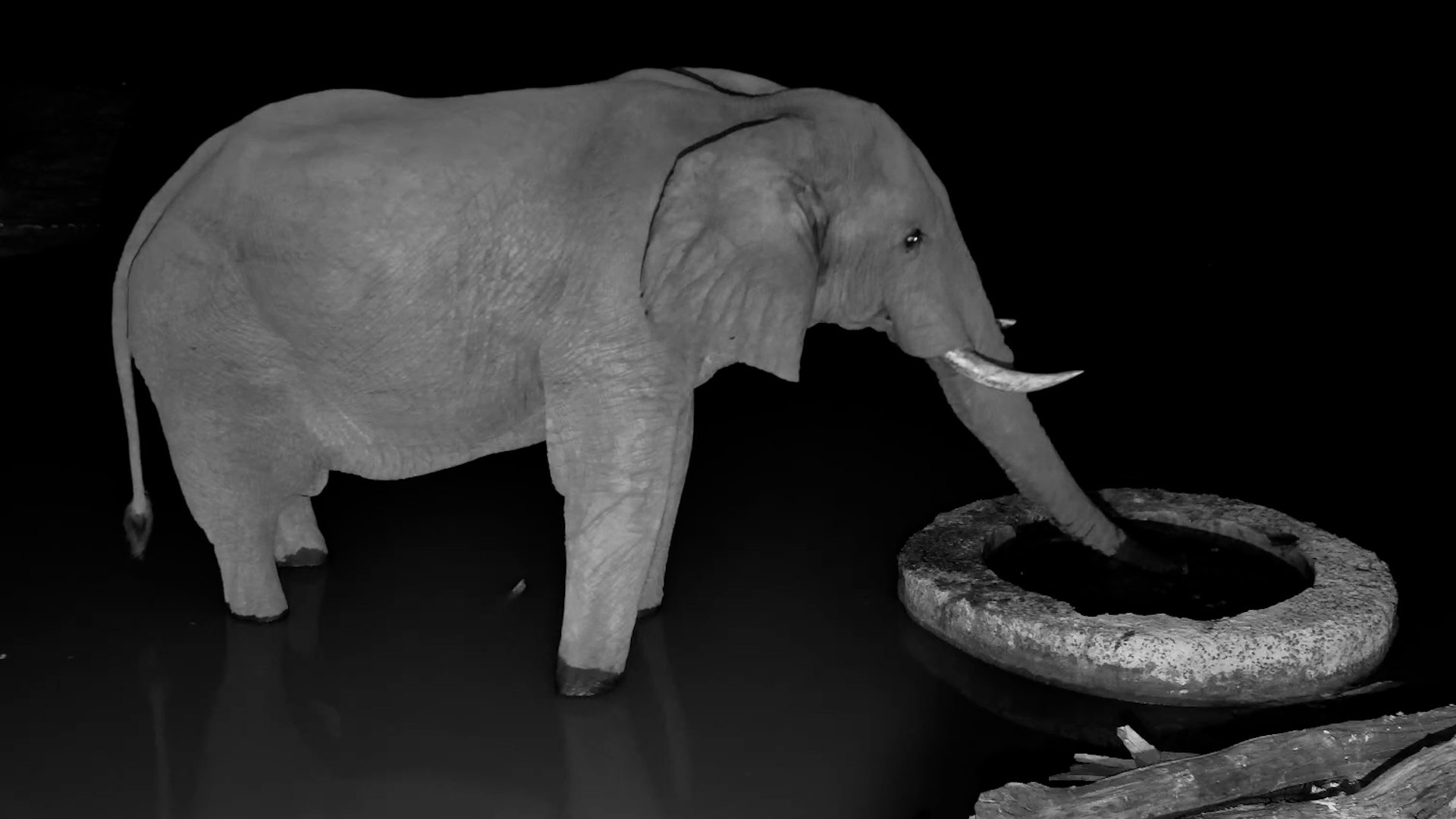 One Elephant’s Late-Night Visit to the Well