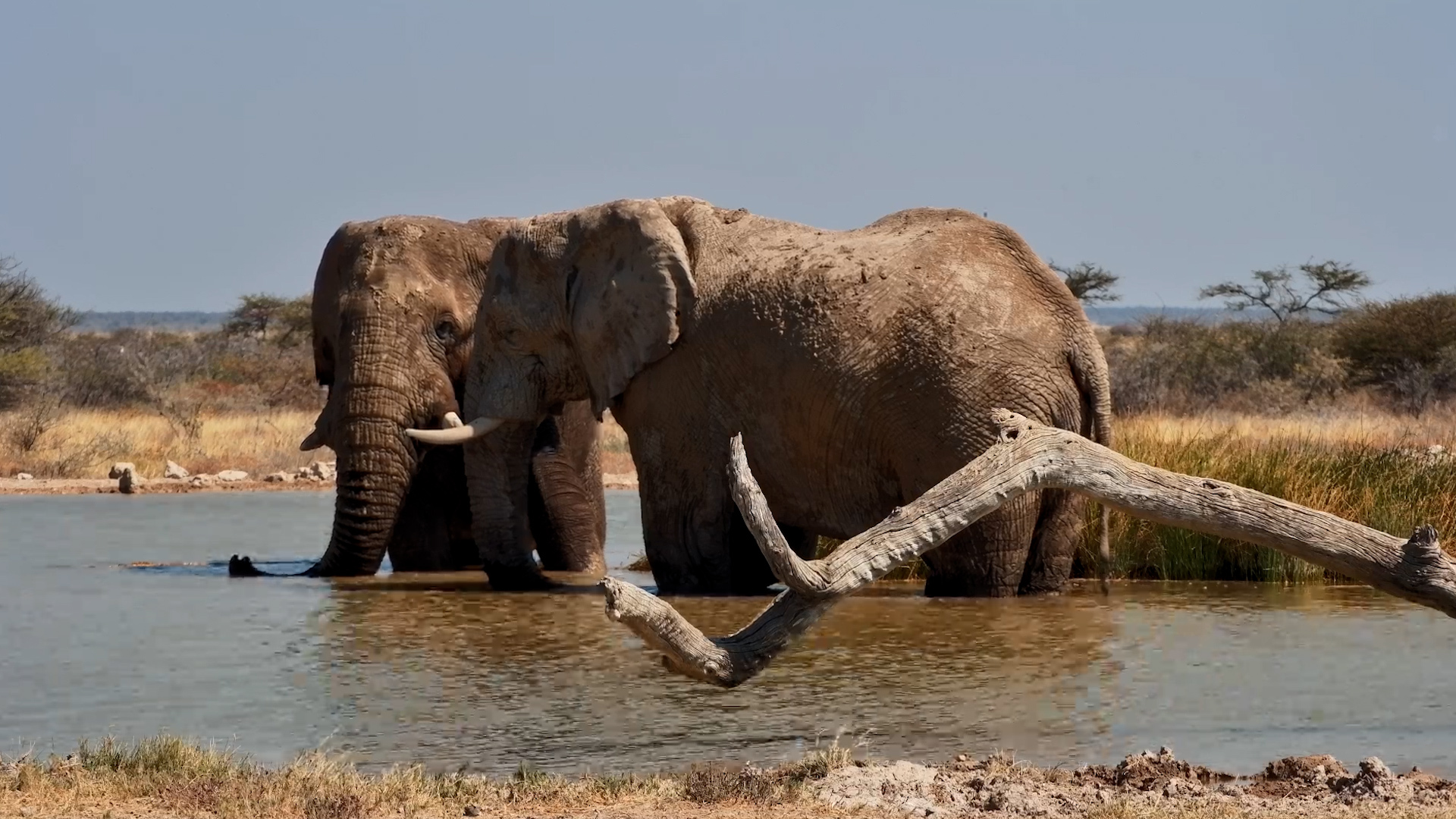 Two Elephants, Cool Water & Absolutely No Rush