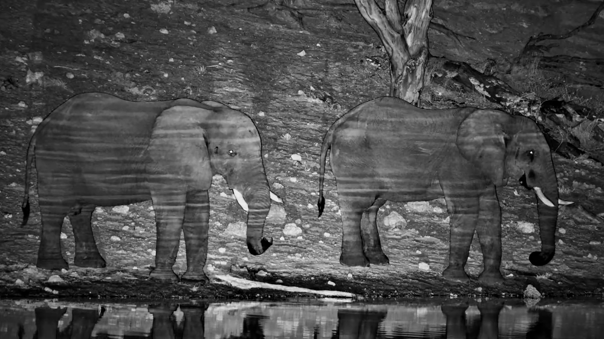 Just Two Elephants Enjoying the Night