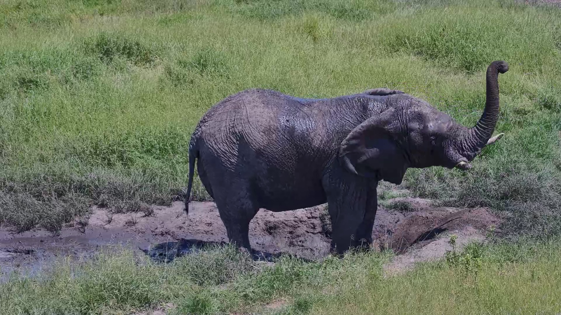 Elephant Having a Muddy Good Time