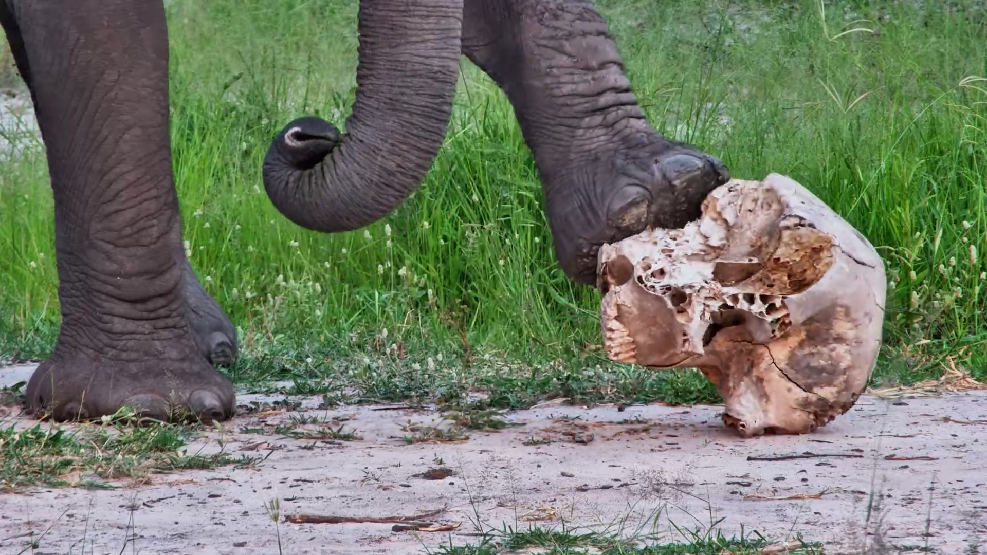 Elephants Touch and Sniff Old Skull
