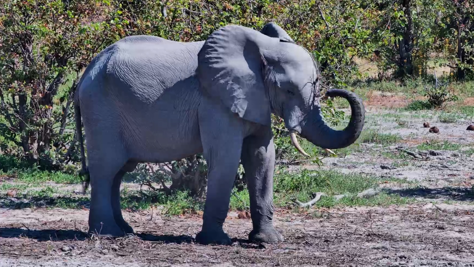 What Is This Elephant Even Doing?