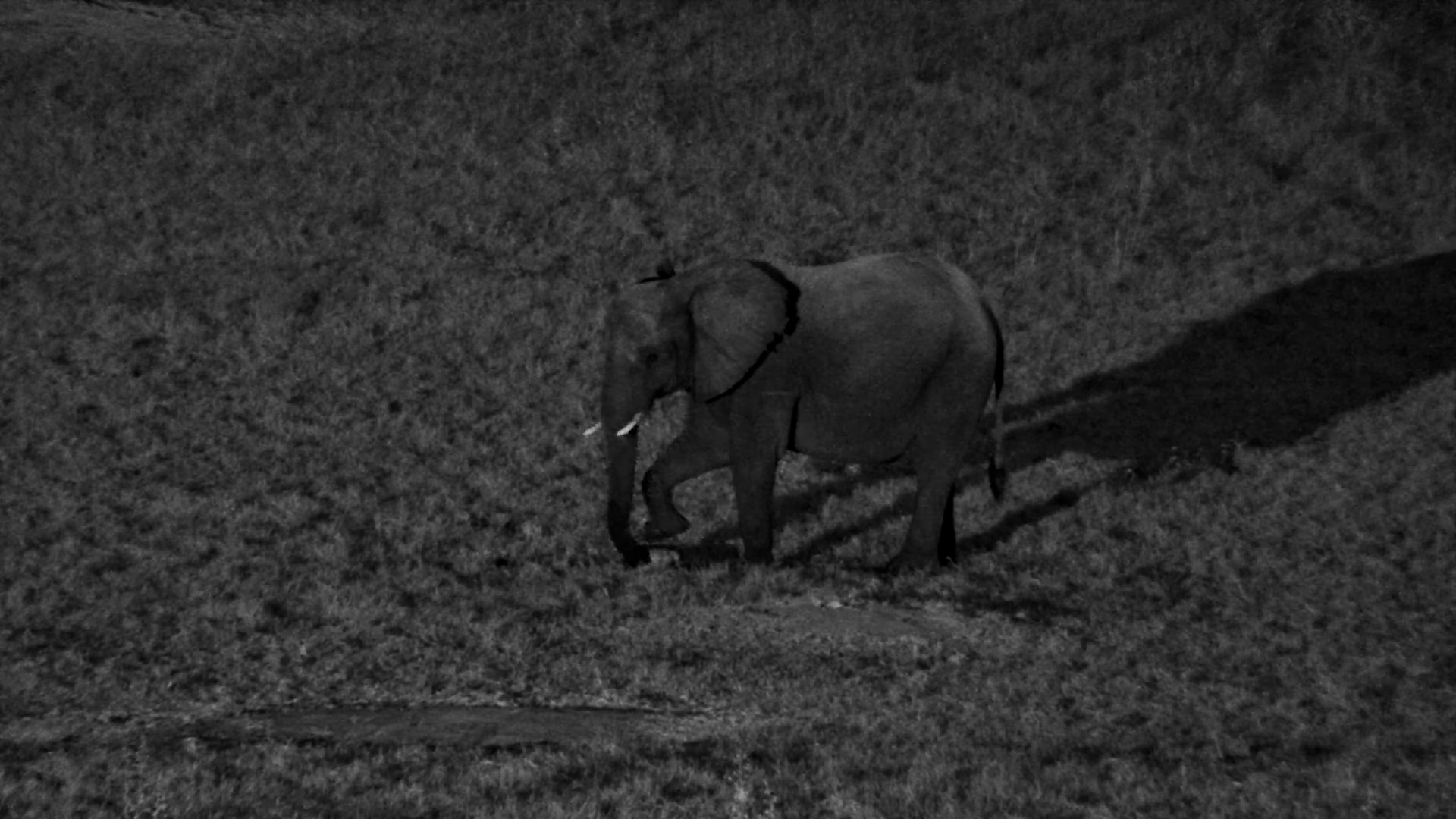 Elephant Checks Out The Salt Block