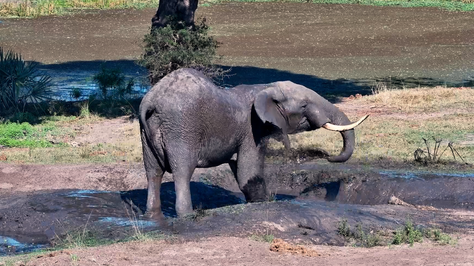 Elephant Was Having the Best Day