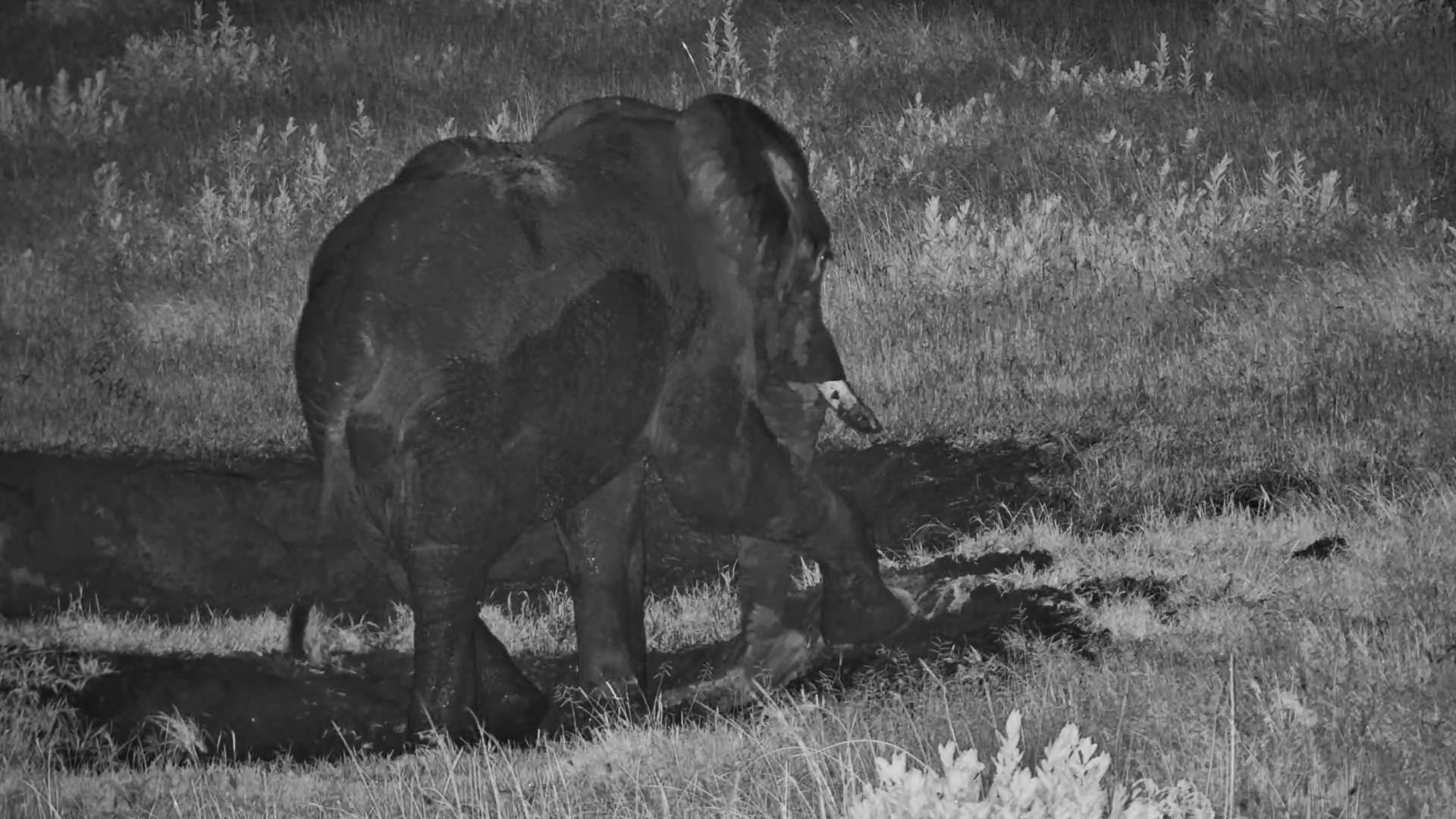 Mud Madness at Night