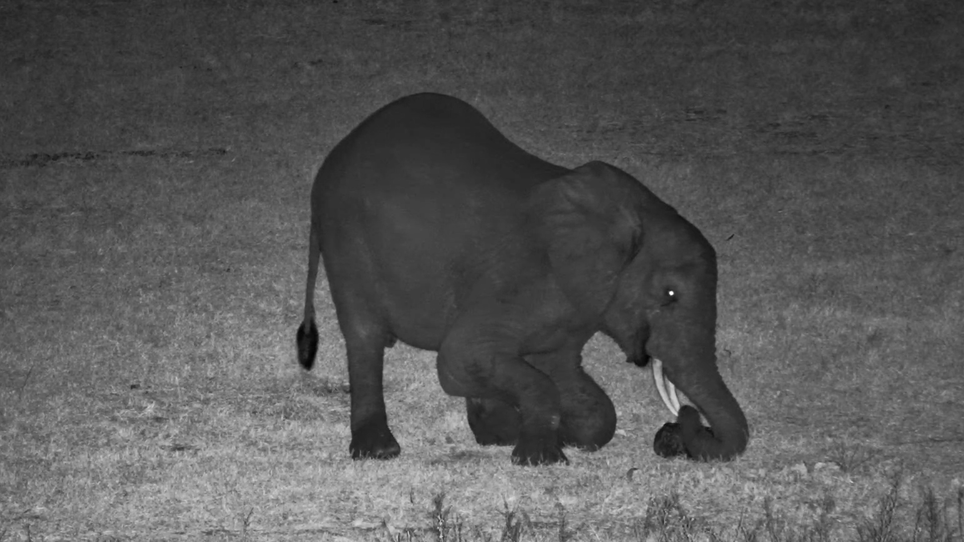 This Elephant Thinks It's the World Cup