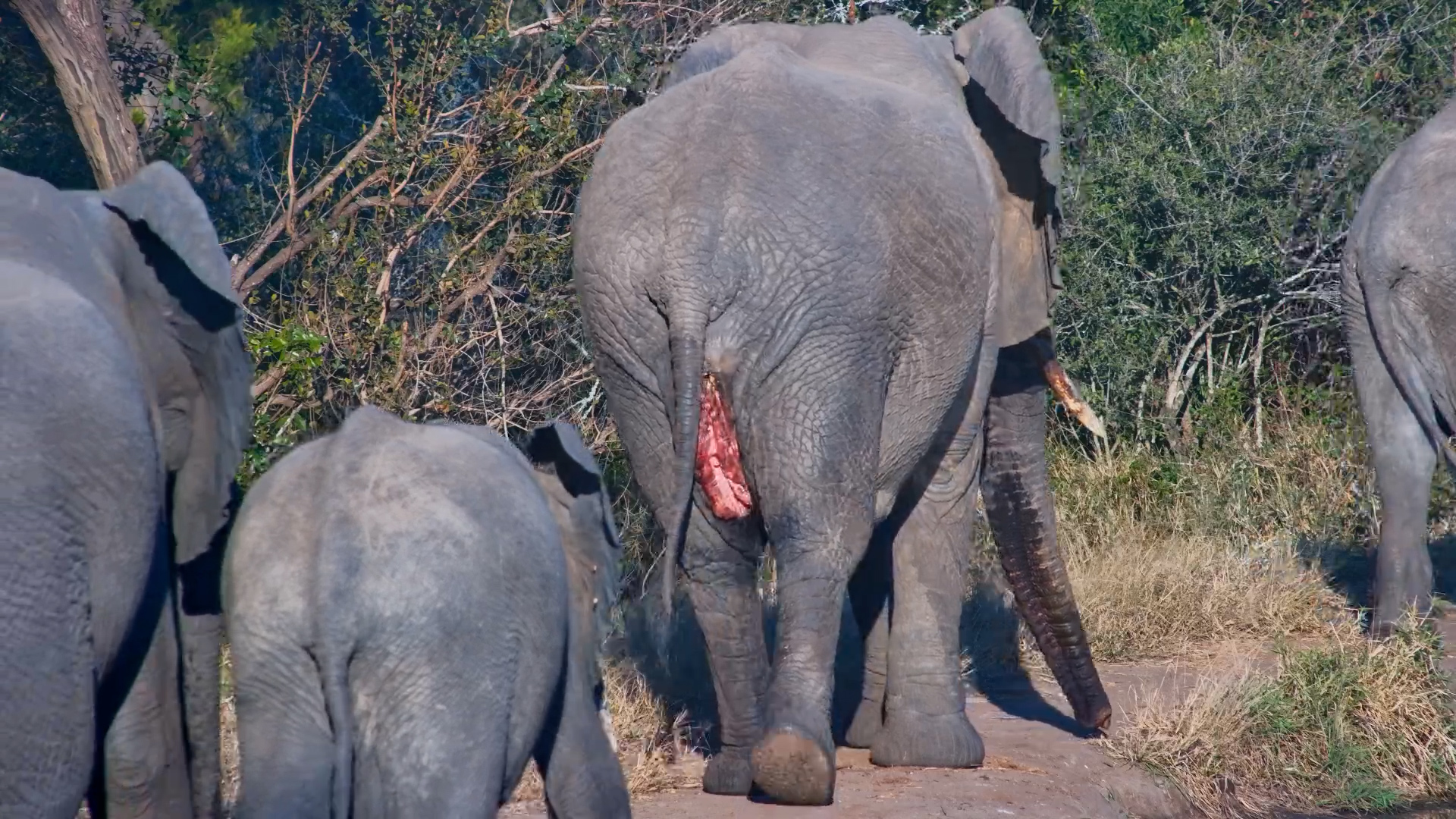 This Elephant Caught Our Attention