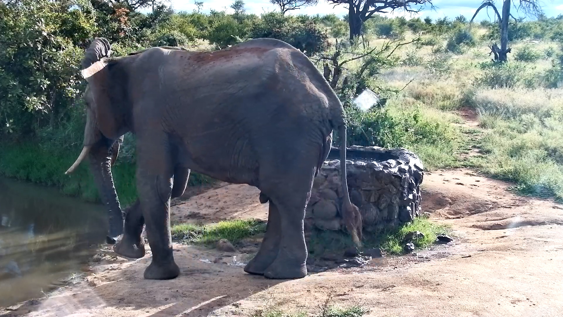 Elephant Almost Tramples Crocodile