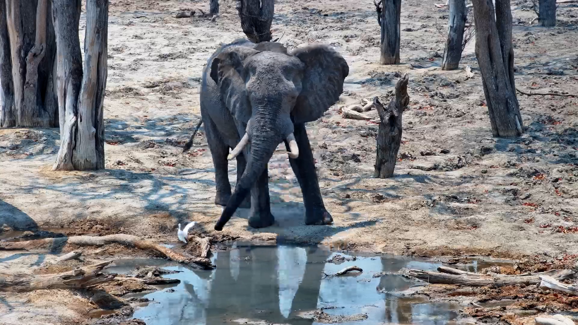 Elephant Shoos Bird Away with Its Trunk
