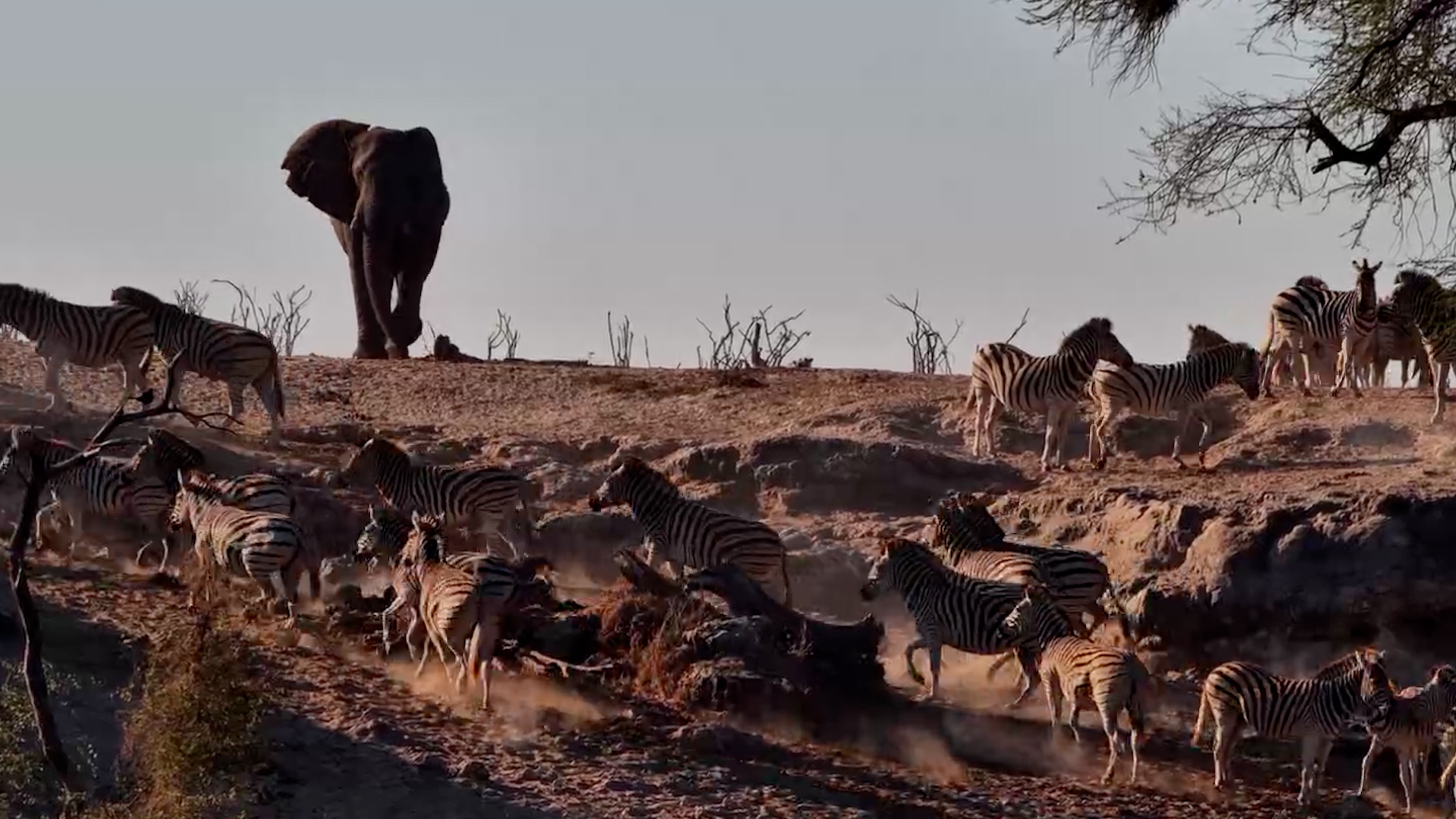 Zebras Had to Make Way
