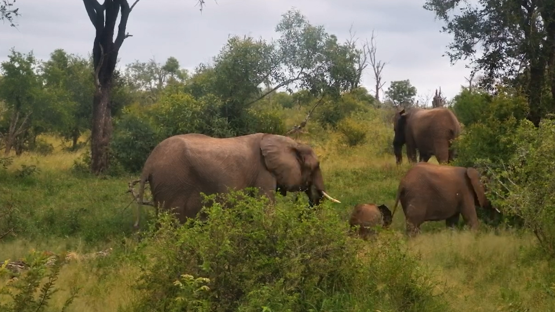 When Elephants Keep It Low-Key