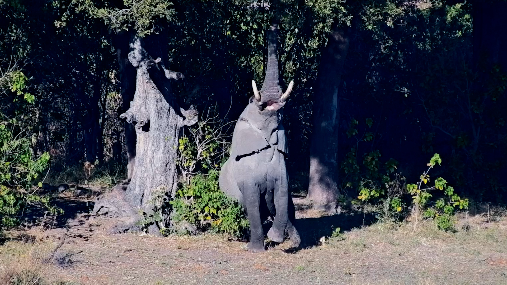 Elephant Reached for the Best Leaves