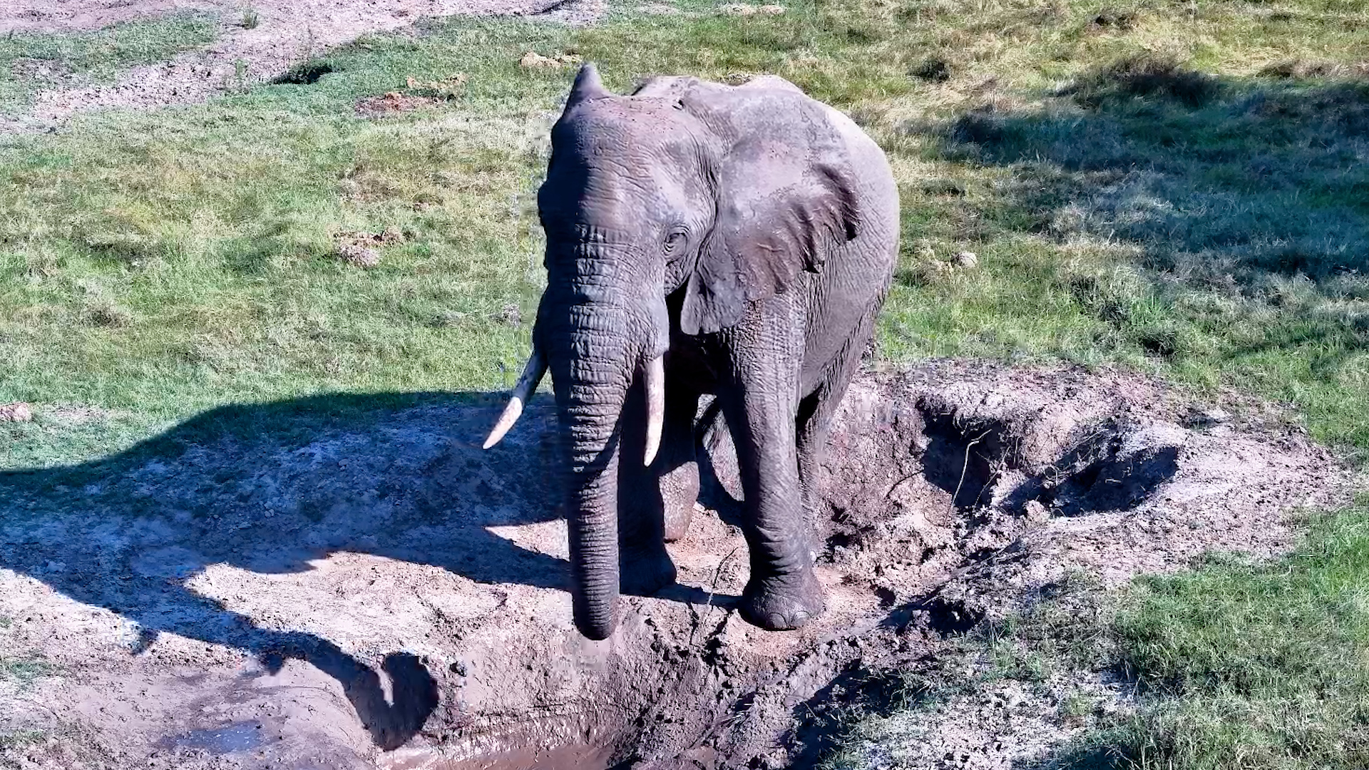 No Thoughts, Just Mud