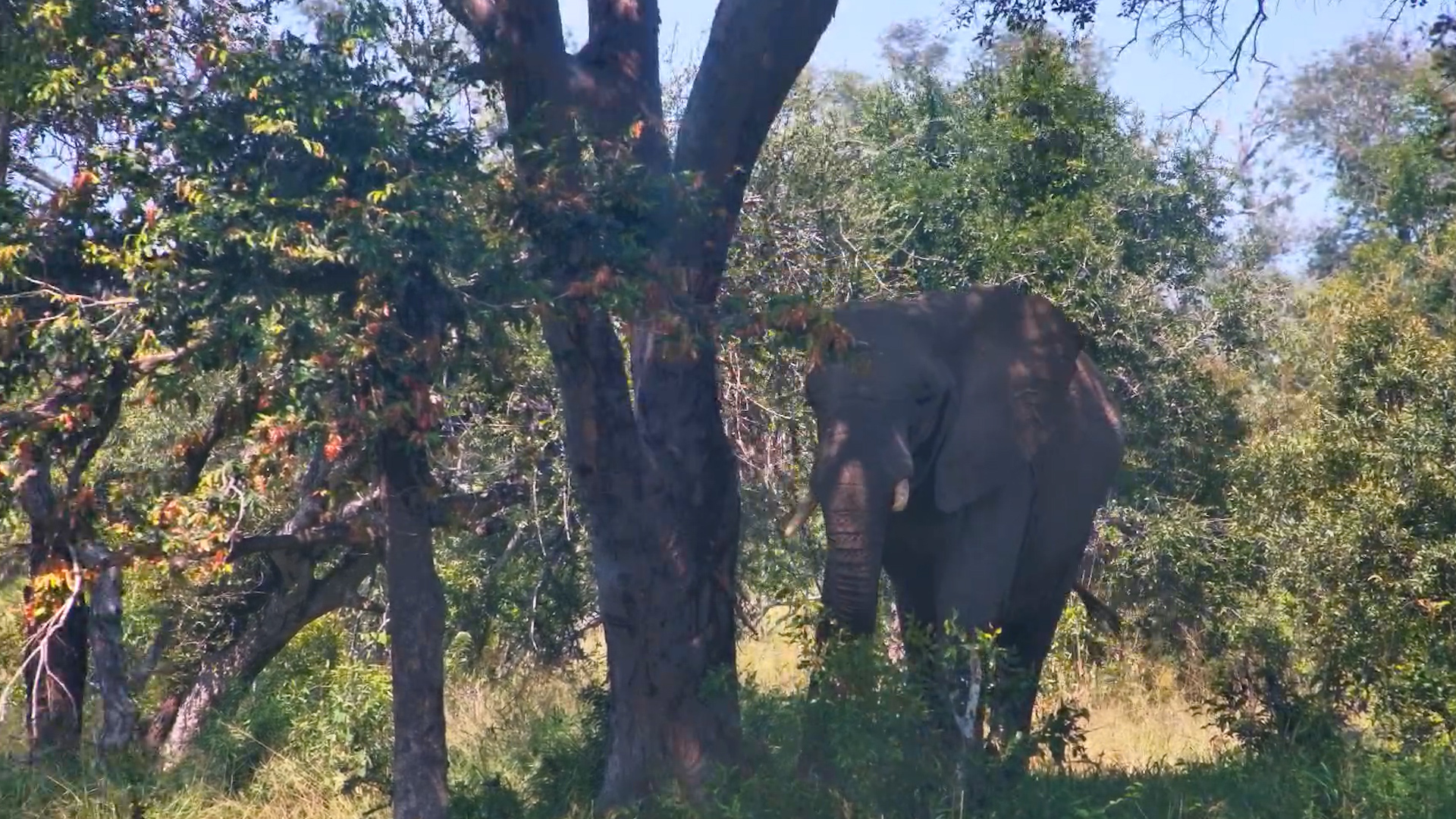 An Elephant in the Shade