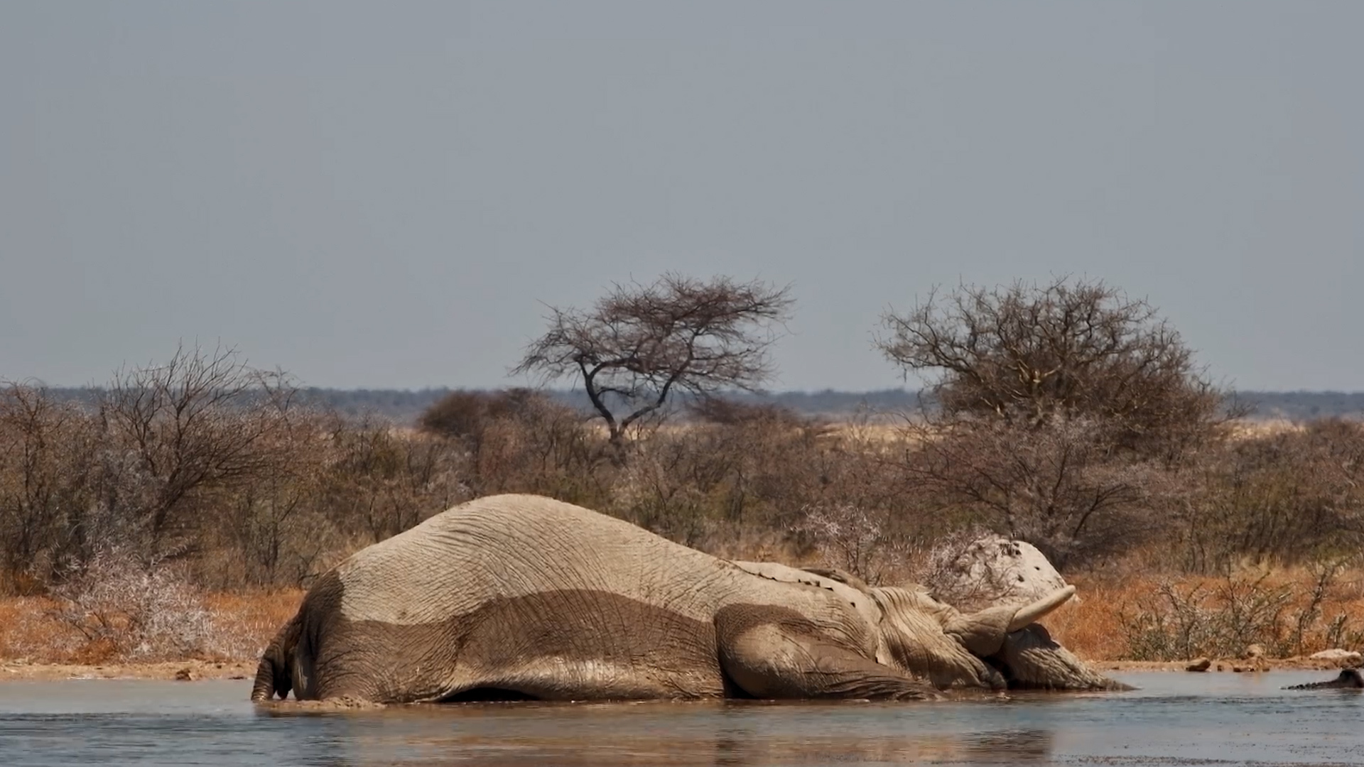 Tired Elephant Falls Asleep in the Water