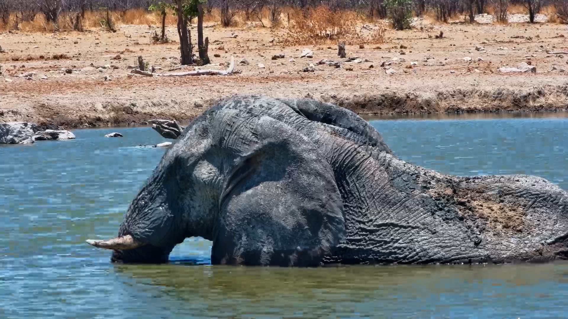 Elephant Bull Enjoys a Lazy Soak at Safarihoek