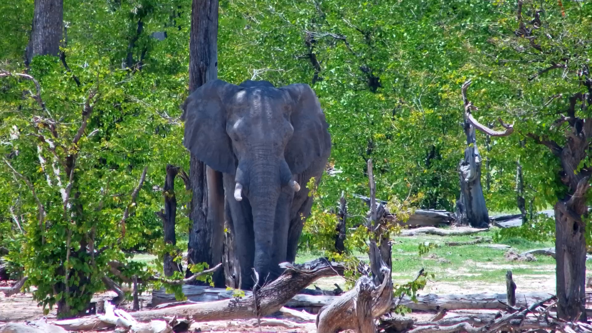 Elephant Takes a Break