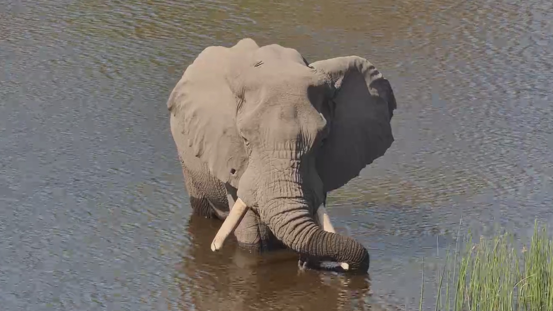 Elephant Rests In The River