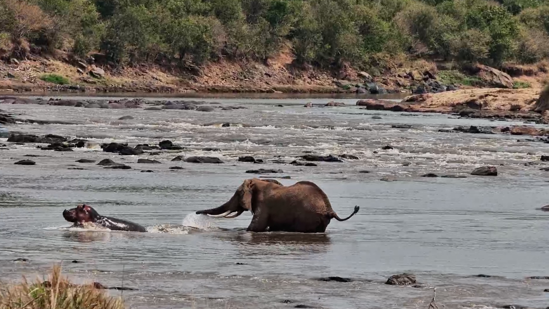 Elephant Had NO Idea a Hippo Was Underneath!
