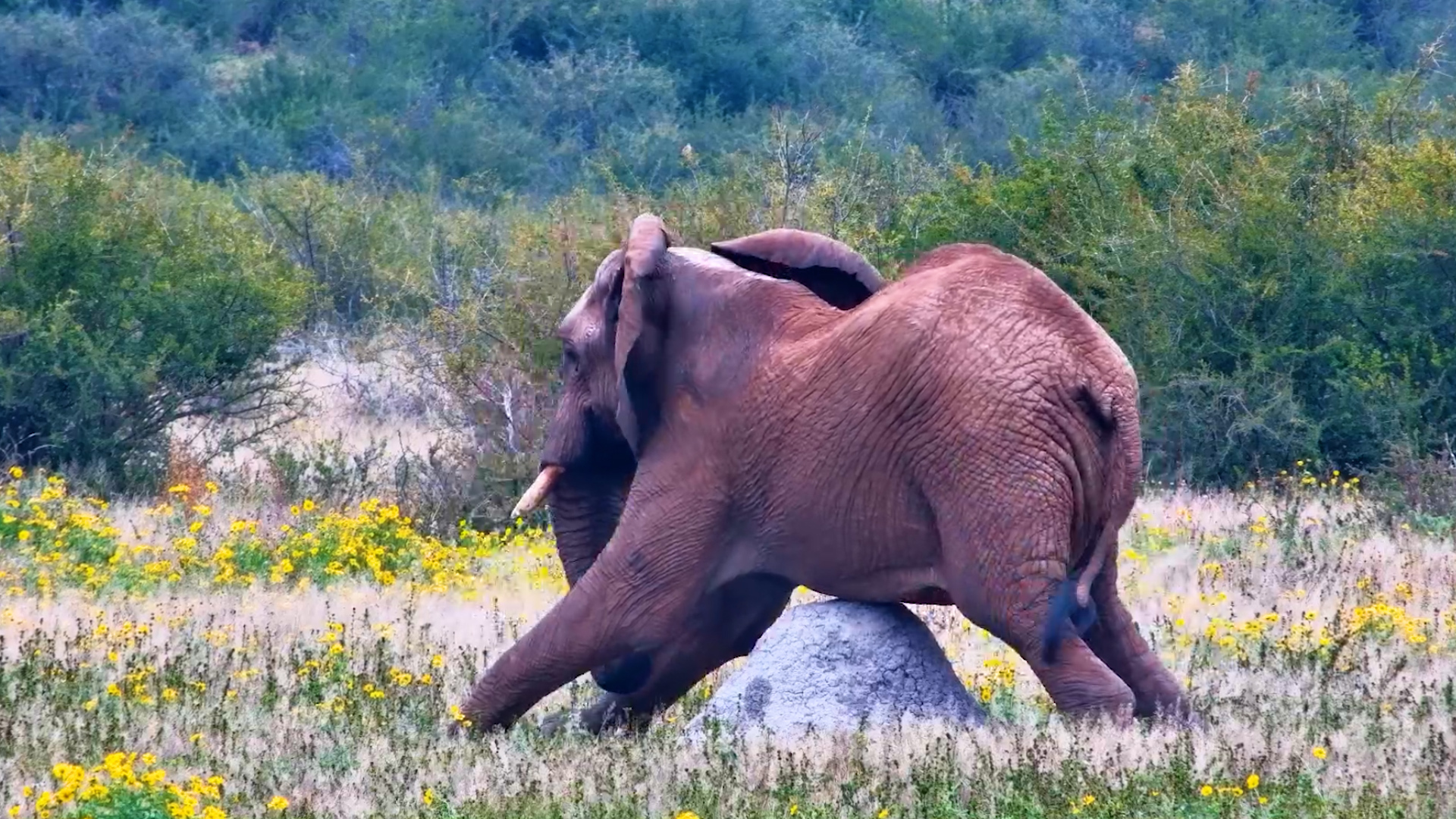 Elephant Bull Knows Exactly How to Handle an Itch