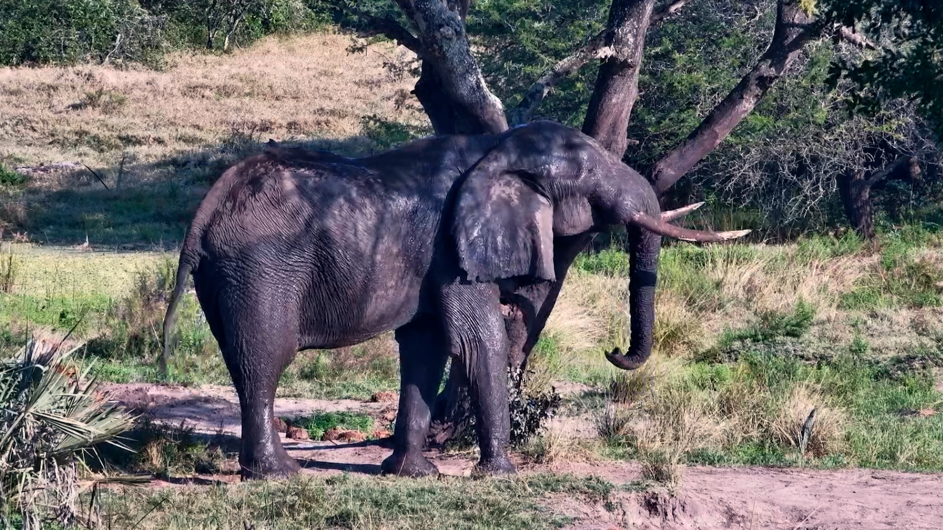 Watch This Giant Scratch in Fast Forward