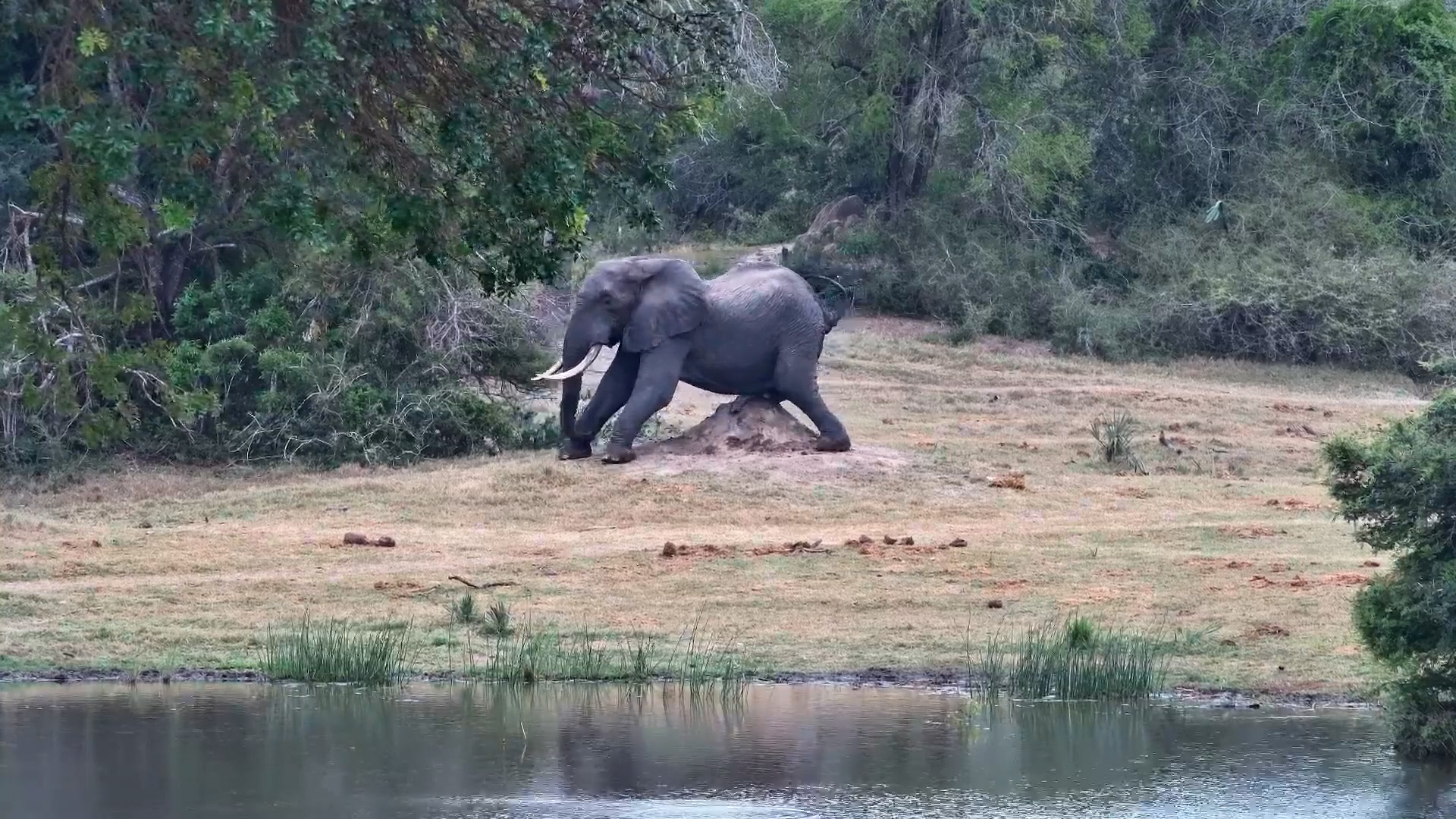Elephant Bull Uses Termite Mound for a Scratch!