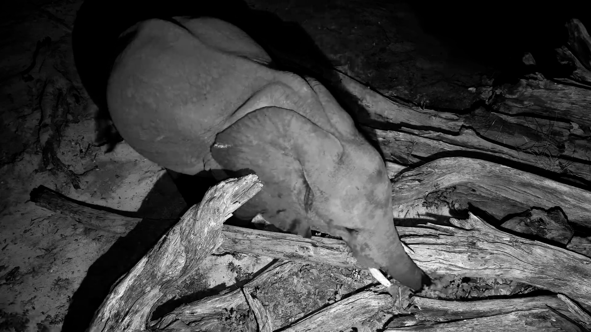 Nothing Stops This Half-Trunk Elephant
