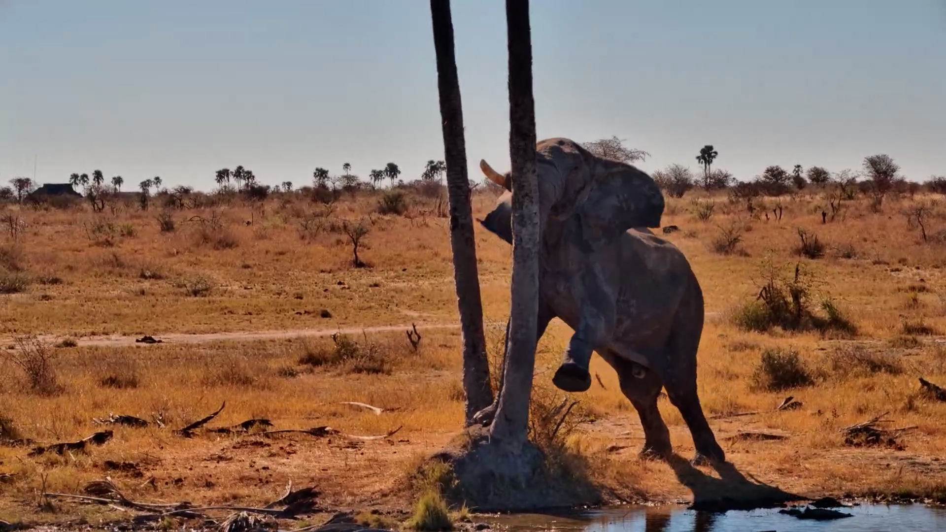 This Elephant Just Made It Rain Snacks
