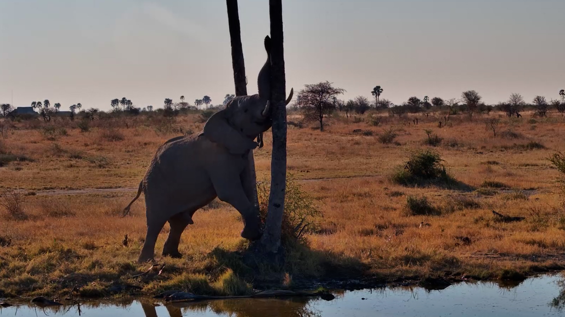 When an Elephant Wants a Snack...