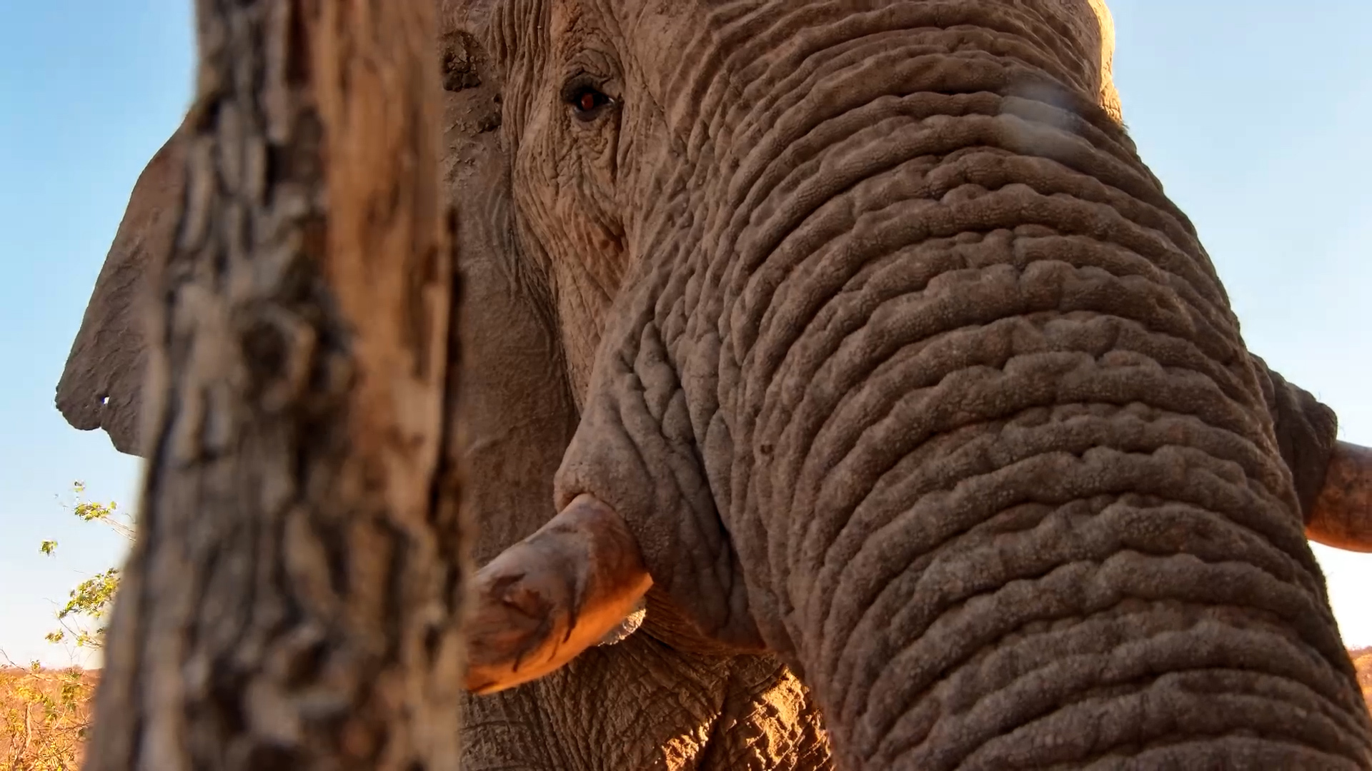 Elephant vs Camera! A Curious Giant Gets Hands-On at Safarihoek