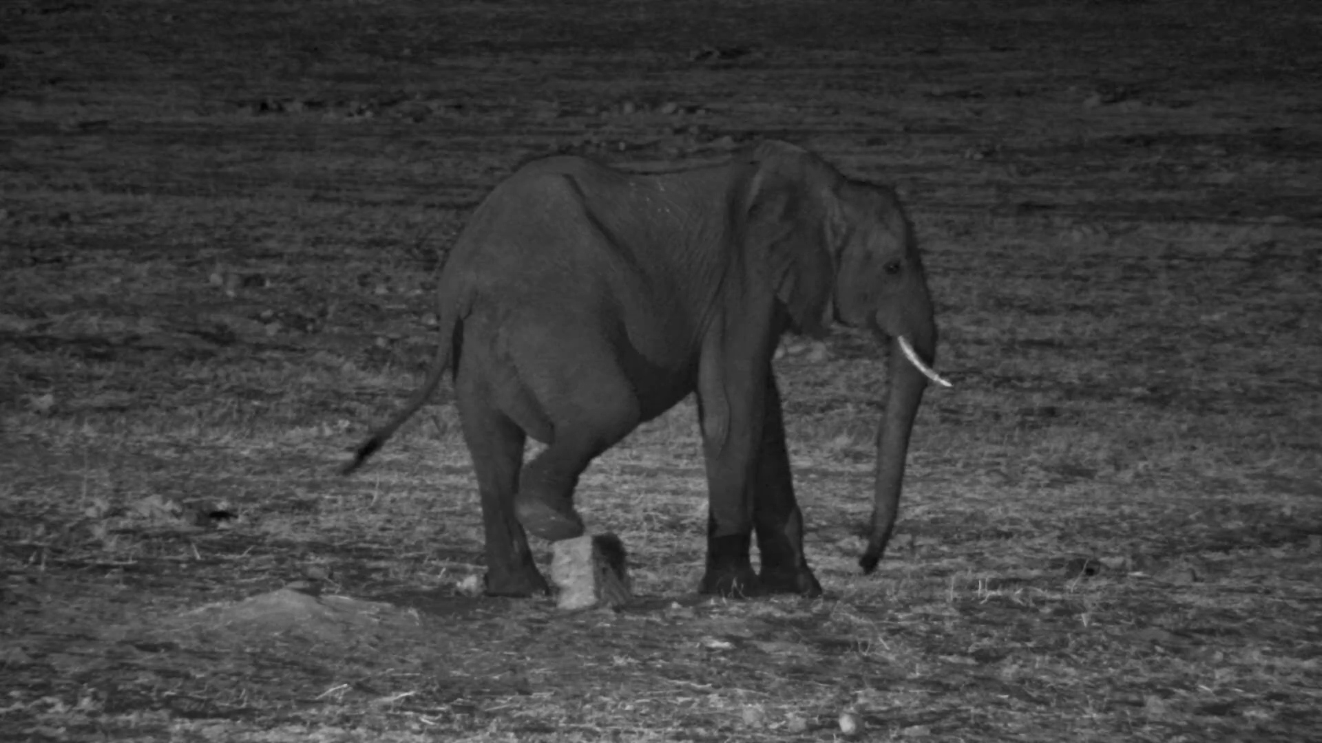 When Elephants Get Creative: Playing with Salt