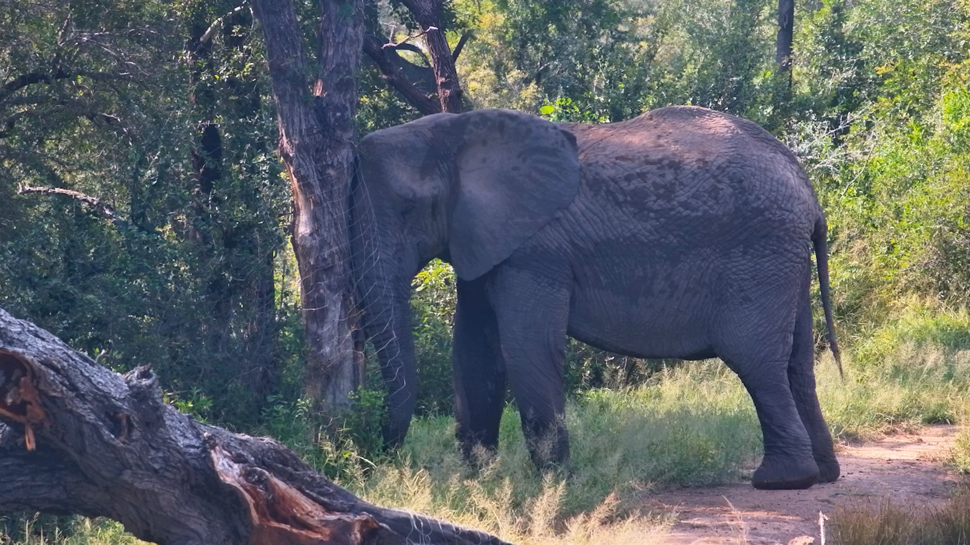 Elephant Leaning on a Tree