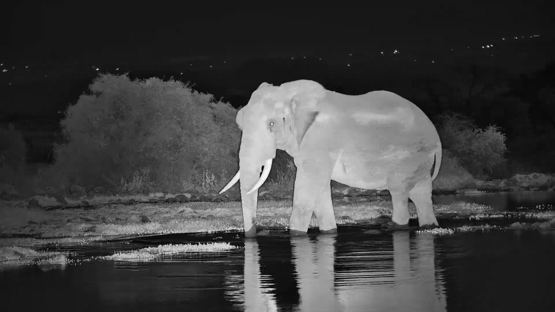 An Elephant Roams Tortilis After Dark