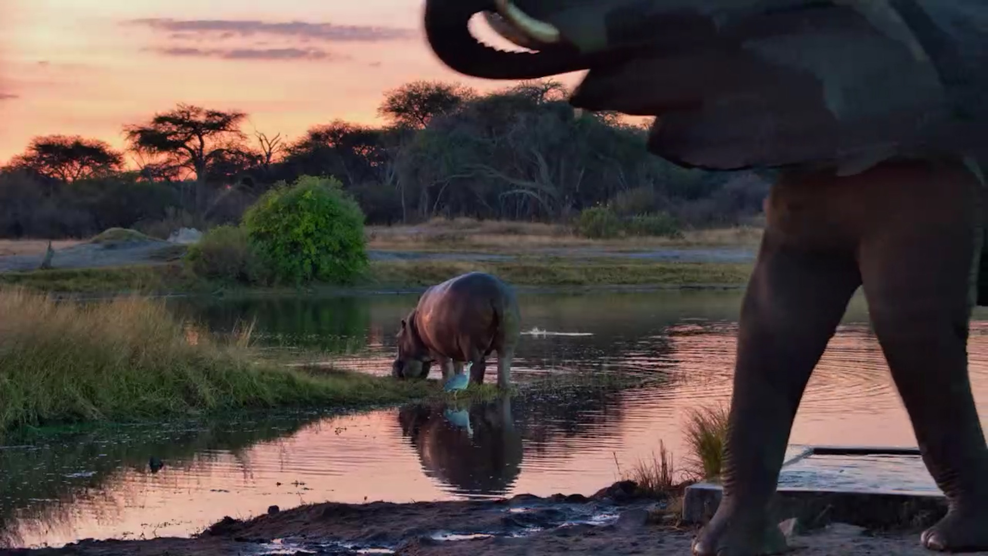 Sundowners With Elephants and Moto Moto