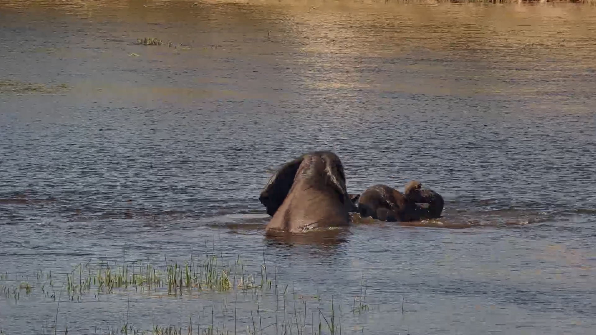 Elephants Turn a Swim Into a Sparring Match