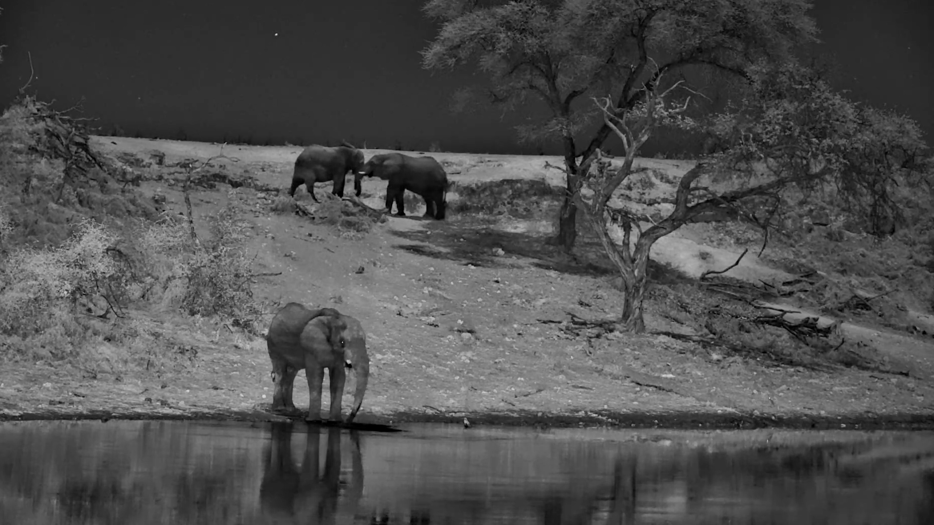 Playful Elephants Beneath the Full Moon