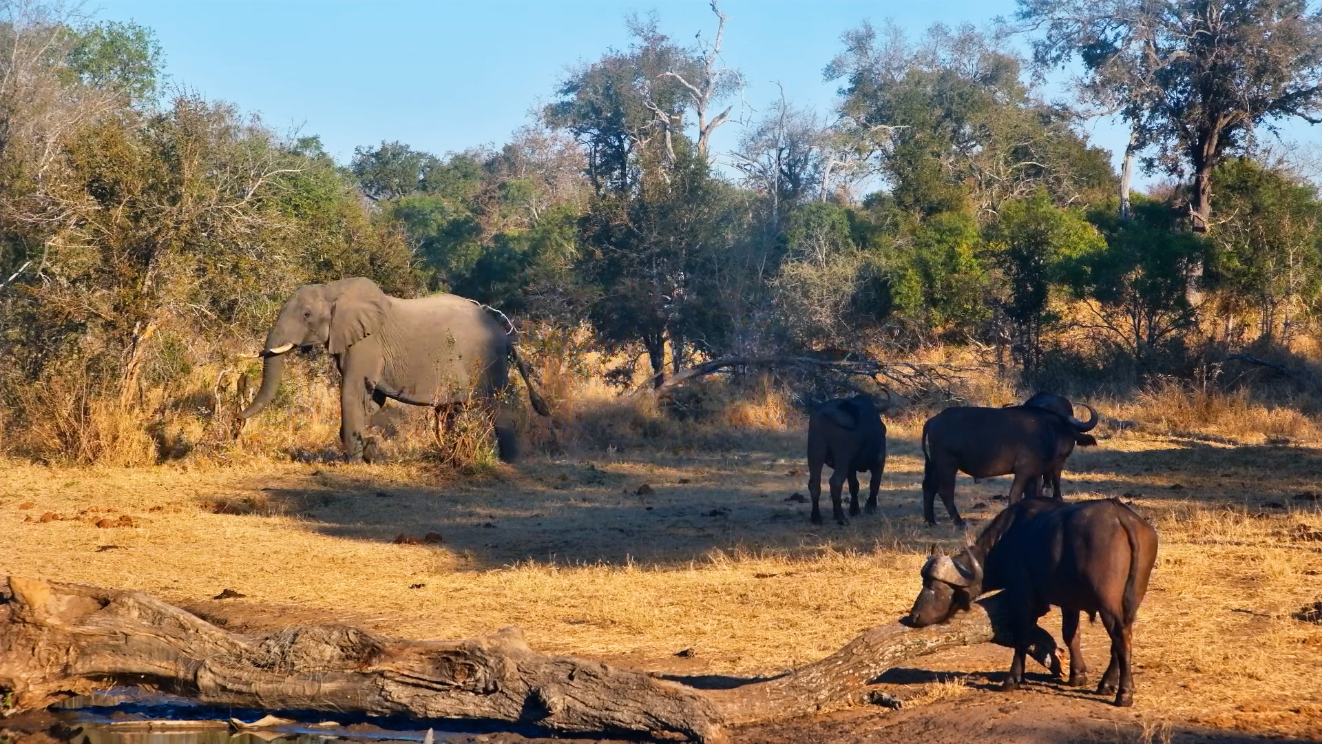 When an Elephant Wants the Waterhole to Himself