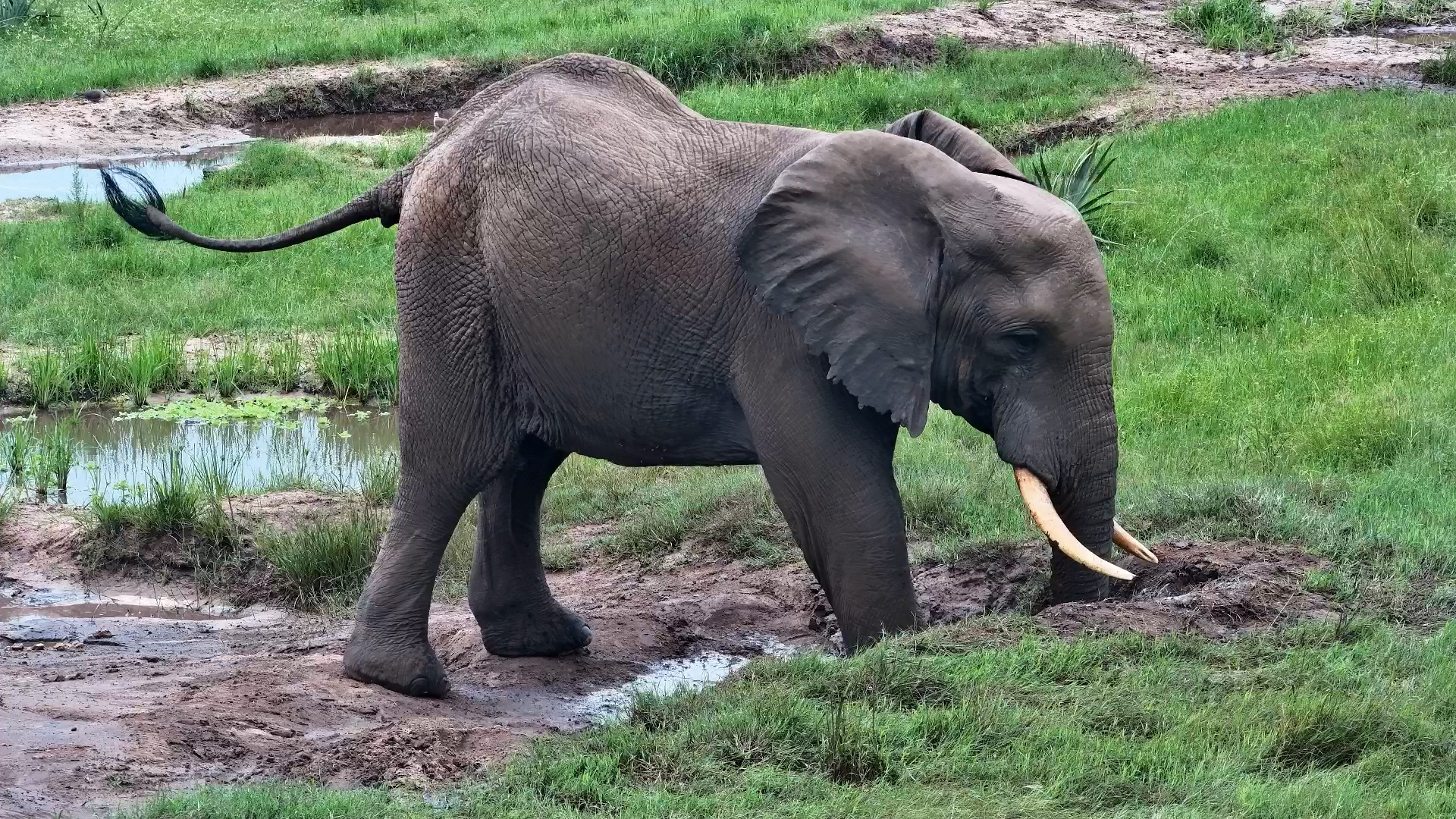 Elephant Mud Bath and Roll