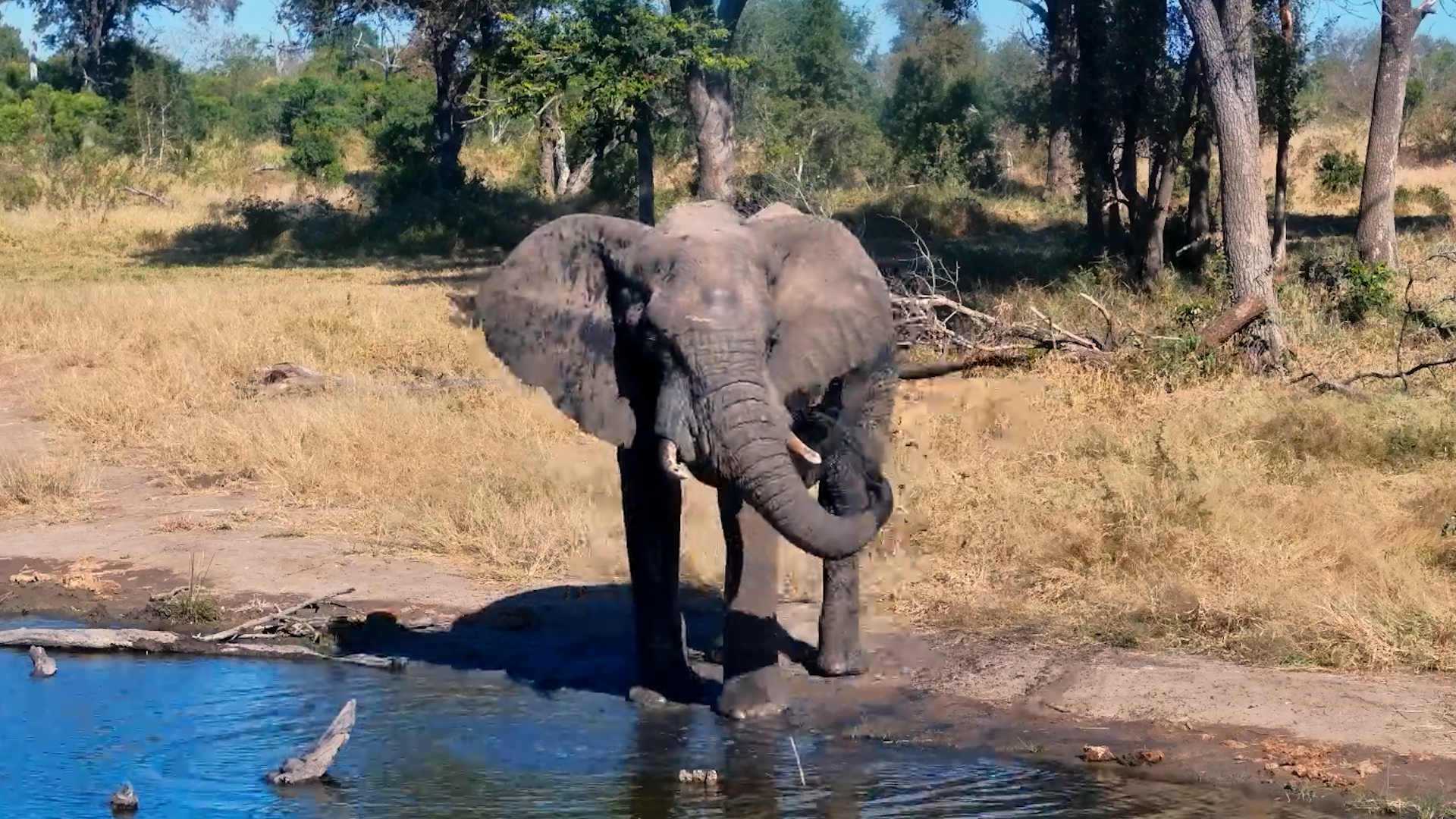 Elephant Shower Time