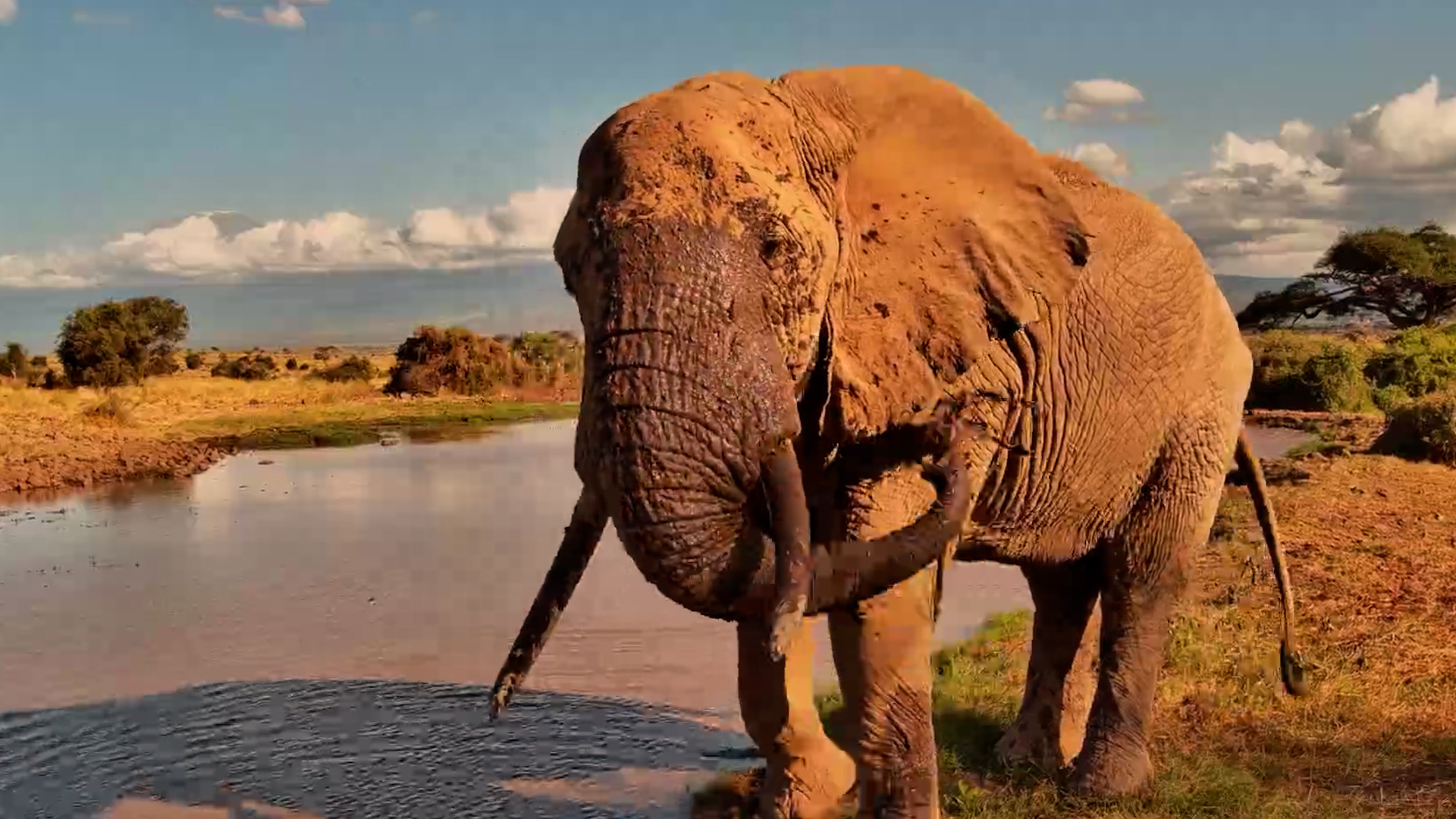 Watch This Massive Bull Up Close