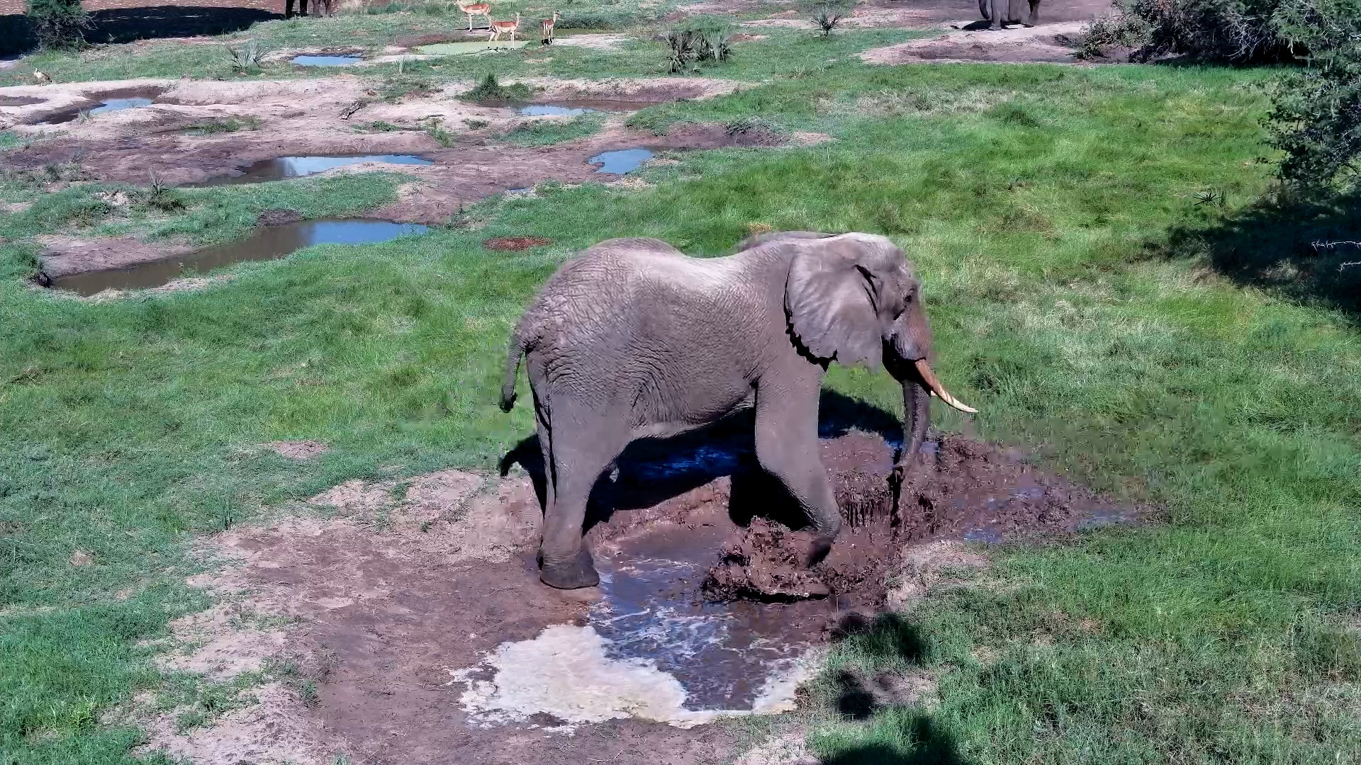 Tiny Puddle, Big Fun